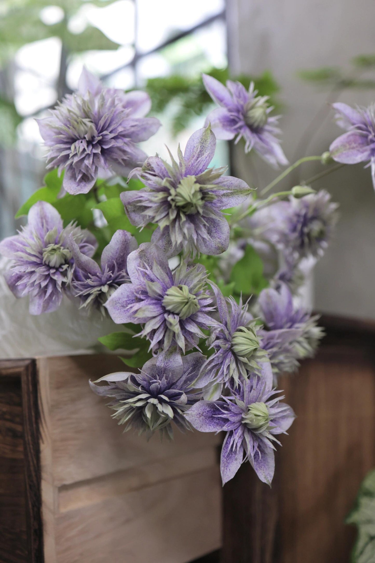 Clematis'' Minamonoyousei | みなもようせい| 水面妖精''