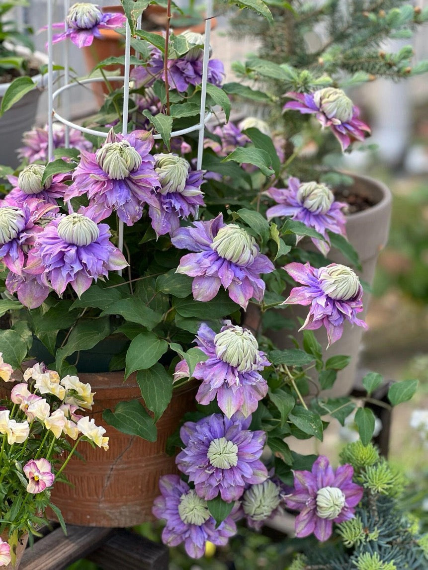 Clematis ''Magic Fountain| 魔法喷泉''