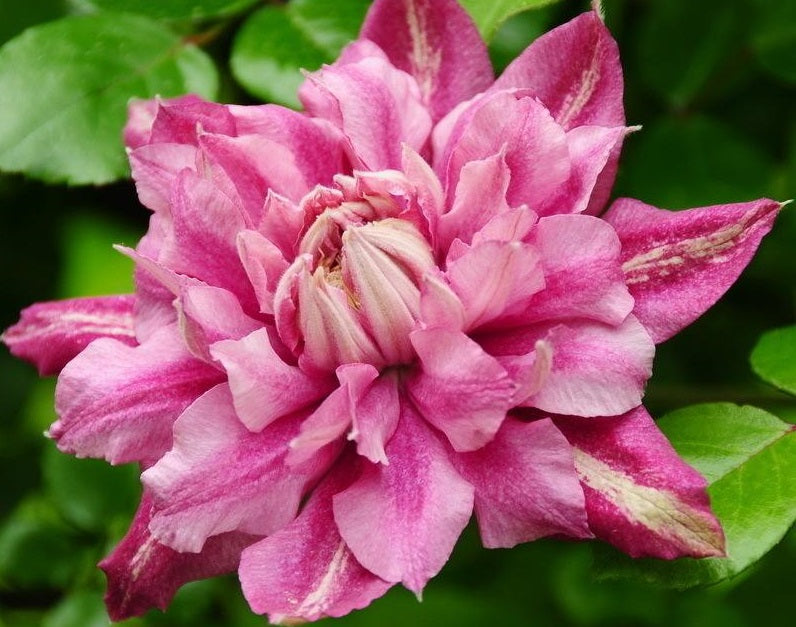 Clematis ‘’Patricia Ann Fretwel|帕特丽夏‘’