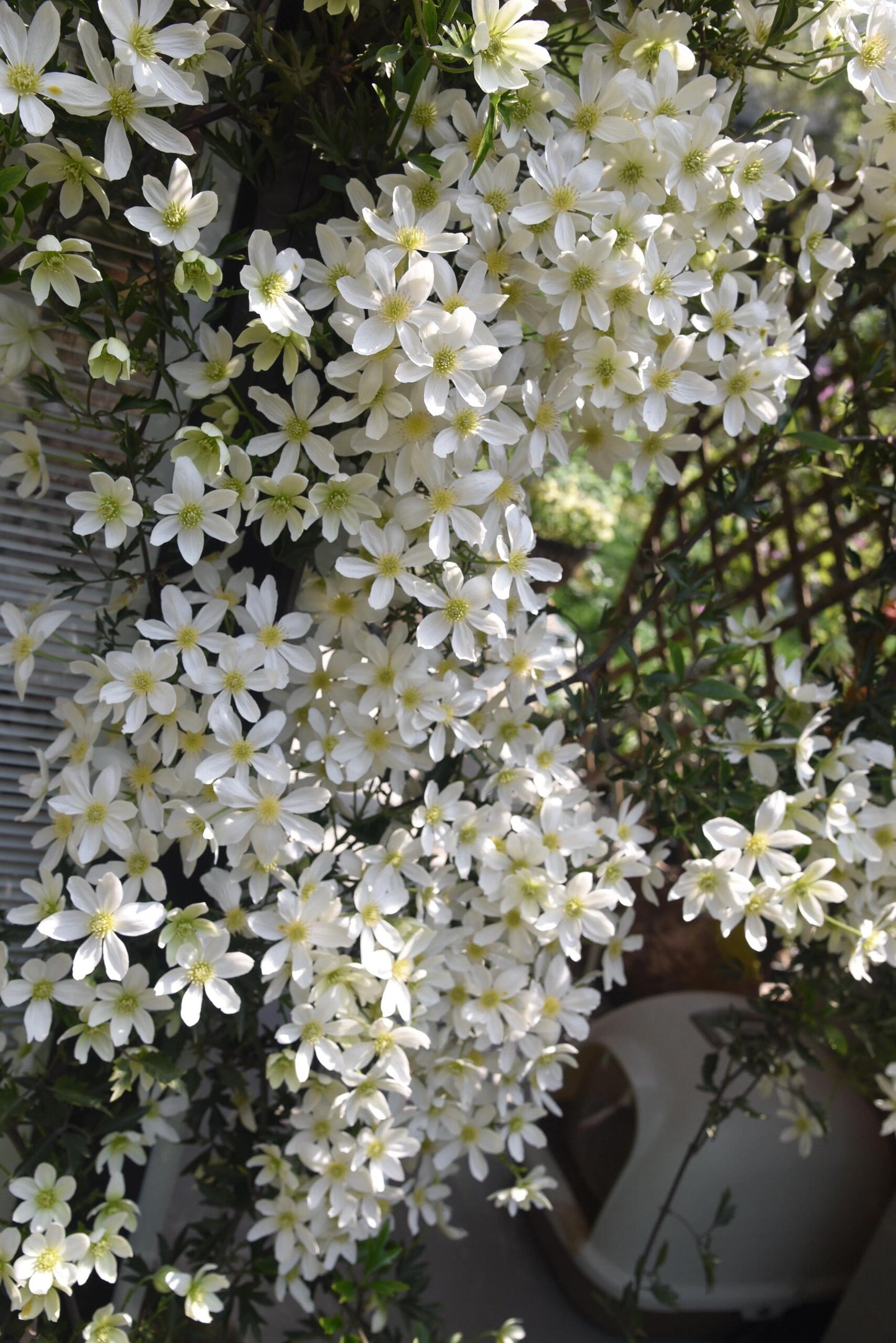 Clematis ‘’Avalanche|雪崩‘’