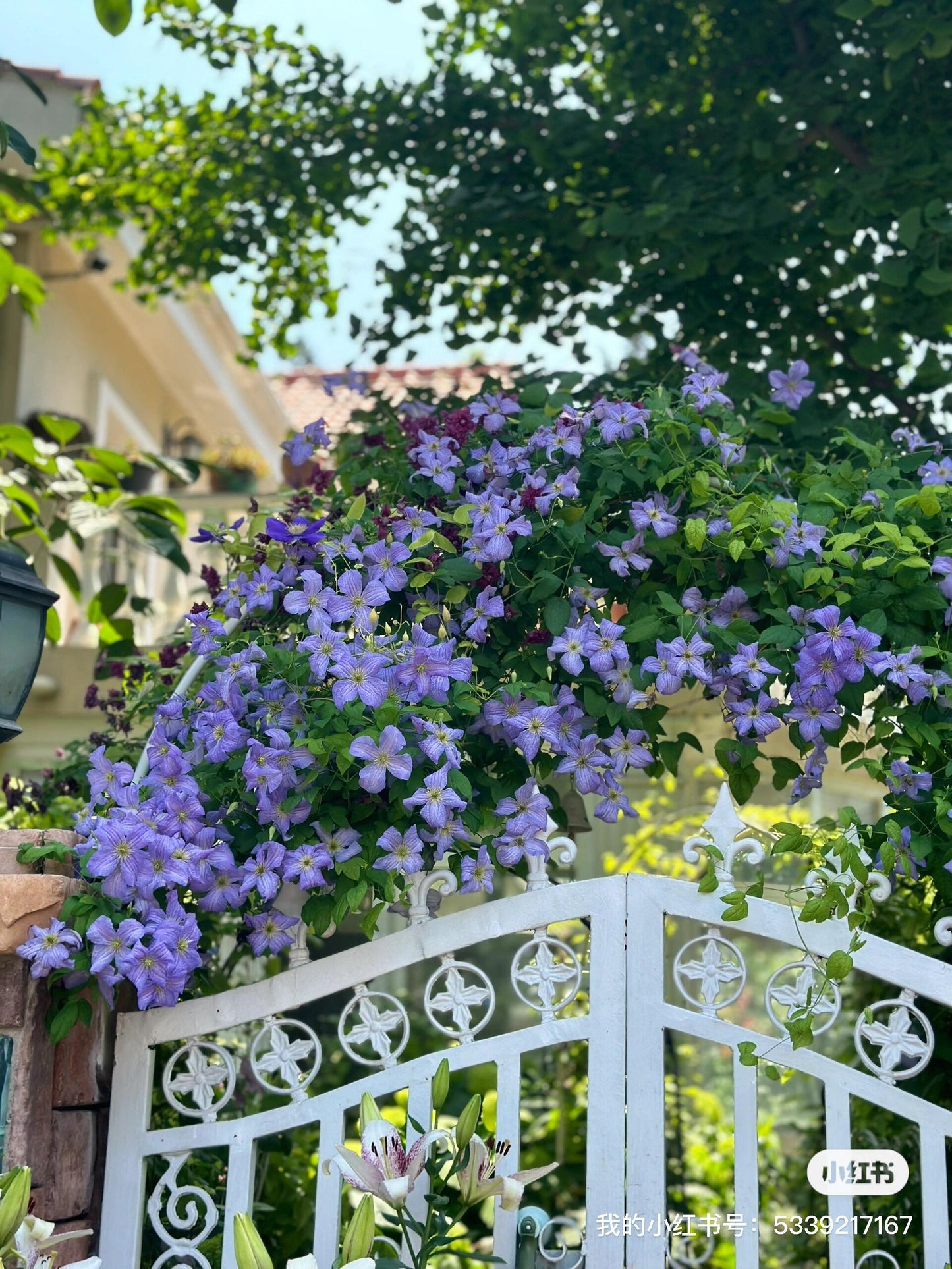 Clematis ‘’Emilia Plater|艾米丽花盘‘’
