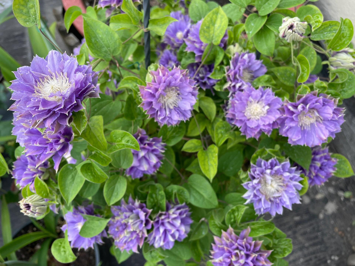 Clematis ''Enku|円空''