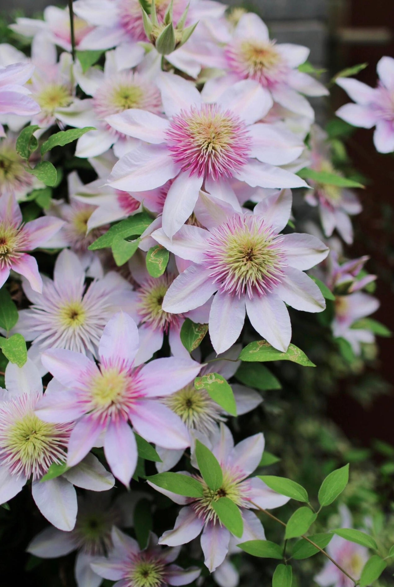 Clematis ‘’Moonglow|月華|Gekka| 月华‘’