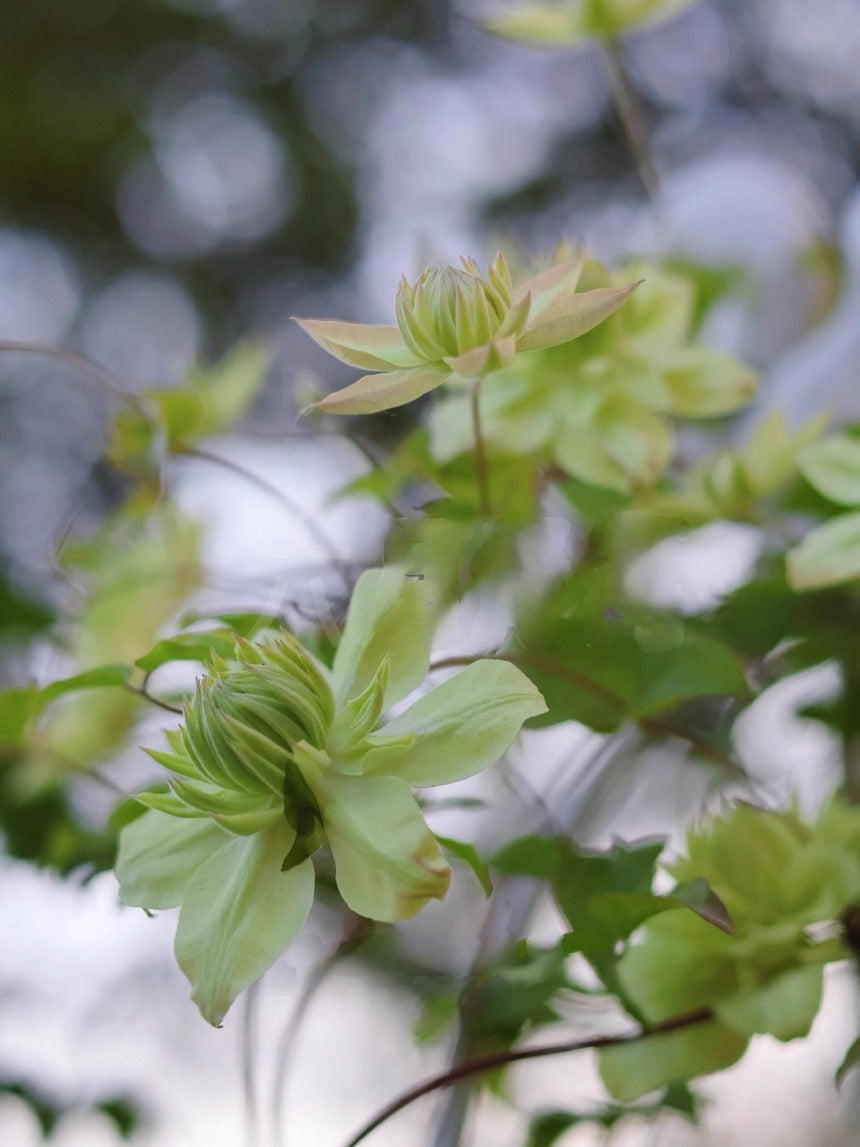Clematis ‘’Peppermint|ミント| 薄荷‘’