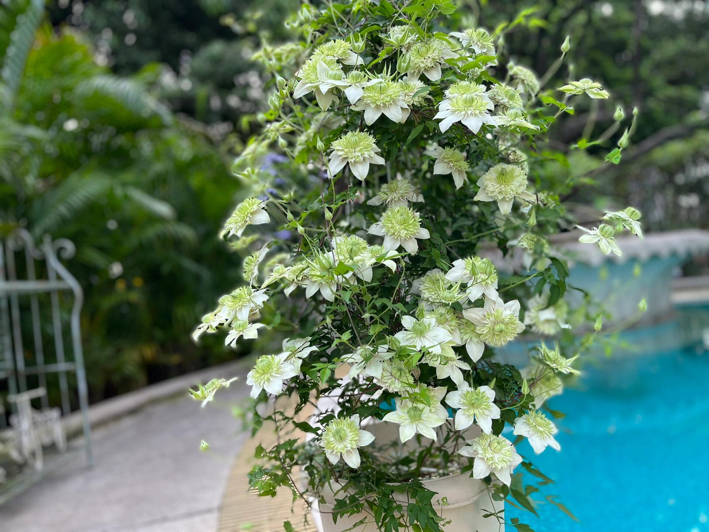 Clematis ''Alba Plenal | 白万重''-小绿| 绿玉