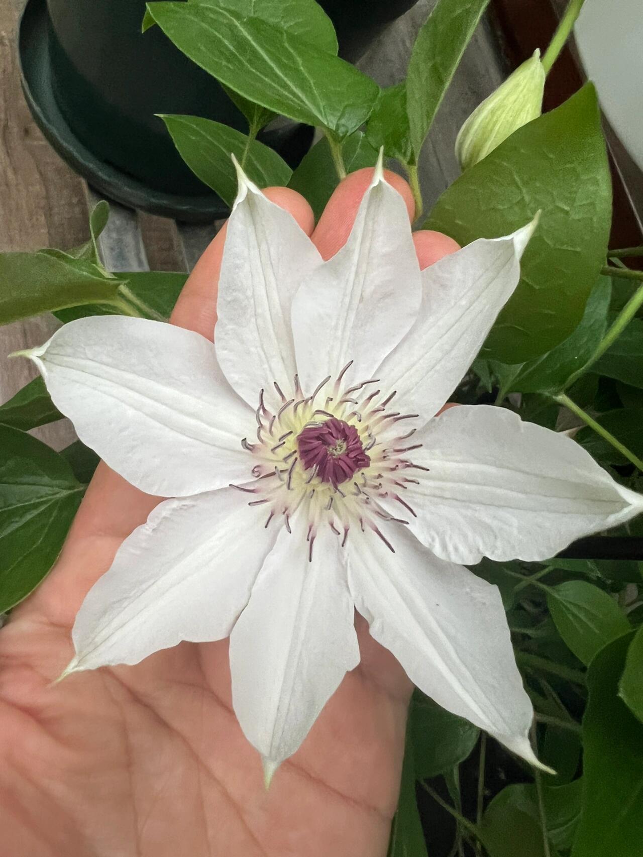 Clematis ''Haruyama|はるやま| 晴山/ 春天''