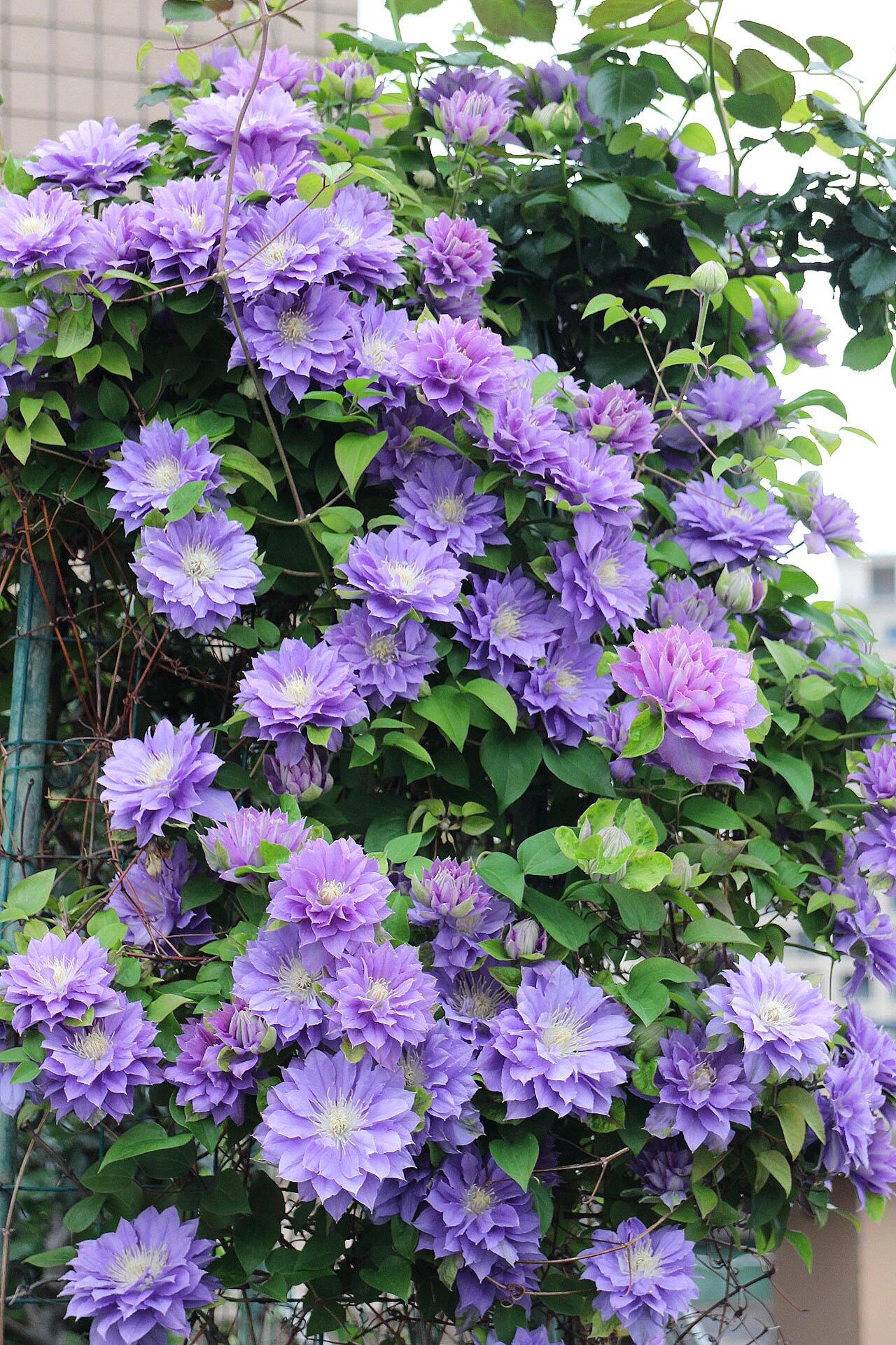 Clematis ''Enku|円空''