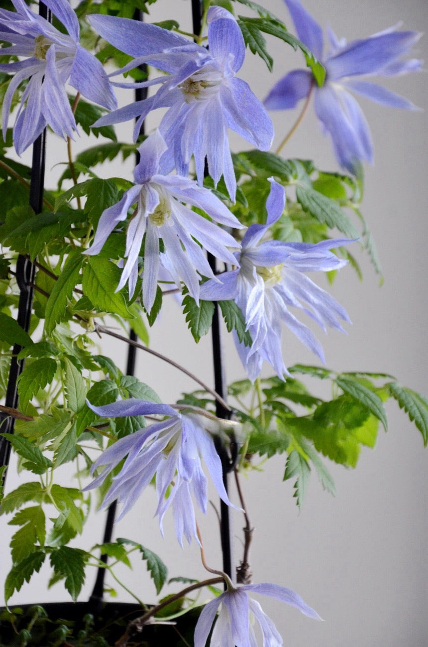 Clematis ‘’Maidwell Hall|梅德维尔‘’