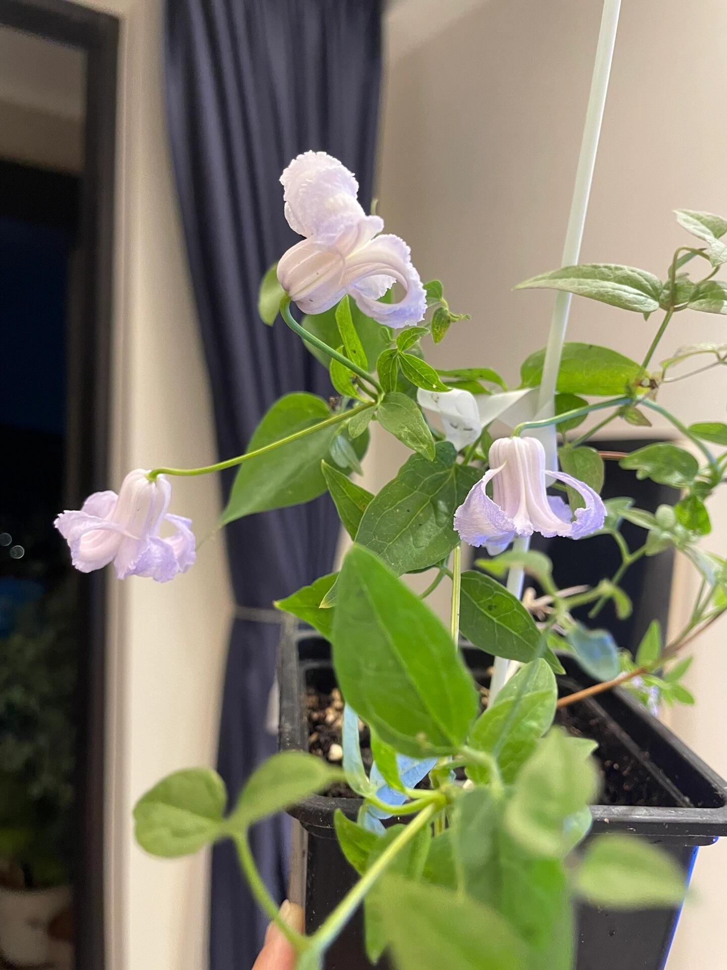 Blue Octopus Clematis ‘’クリスパ・エンジェル| Crispa Angel| 克里斯帕天使| タコクレマチス‘’
