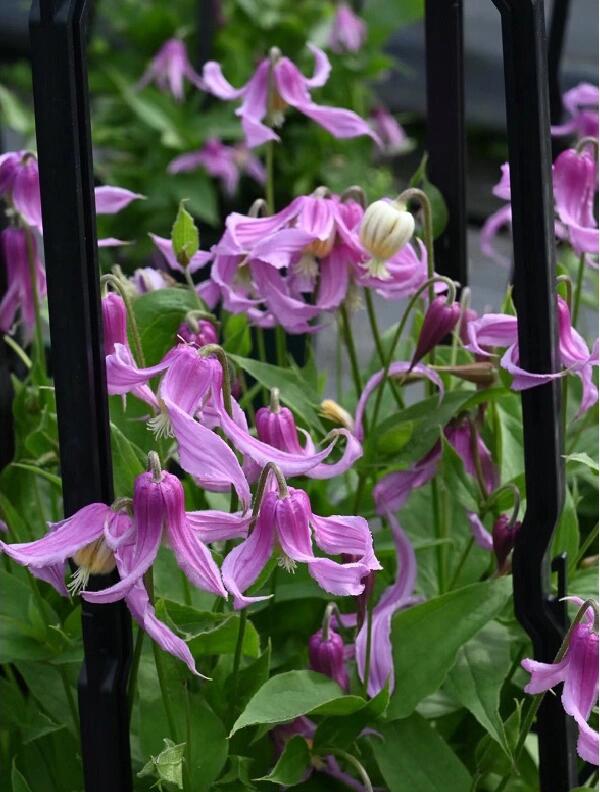 Clematis ‘’Hanajima|はなじま|花島|花岛‘’