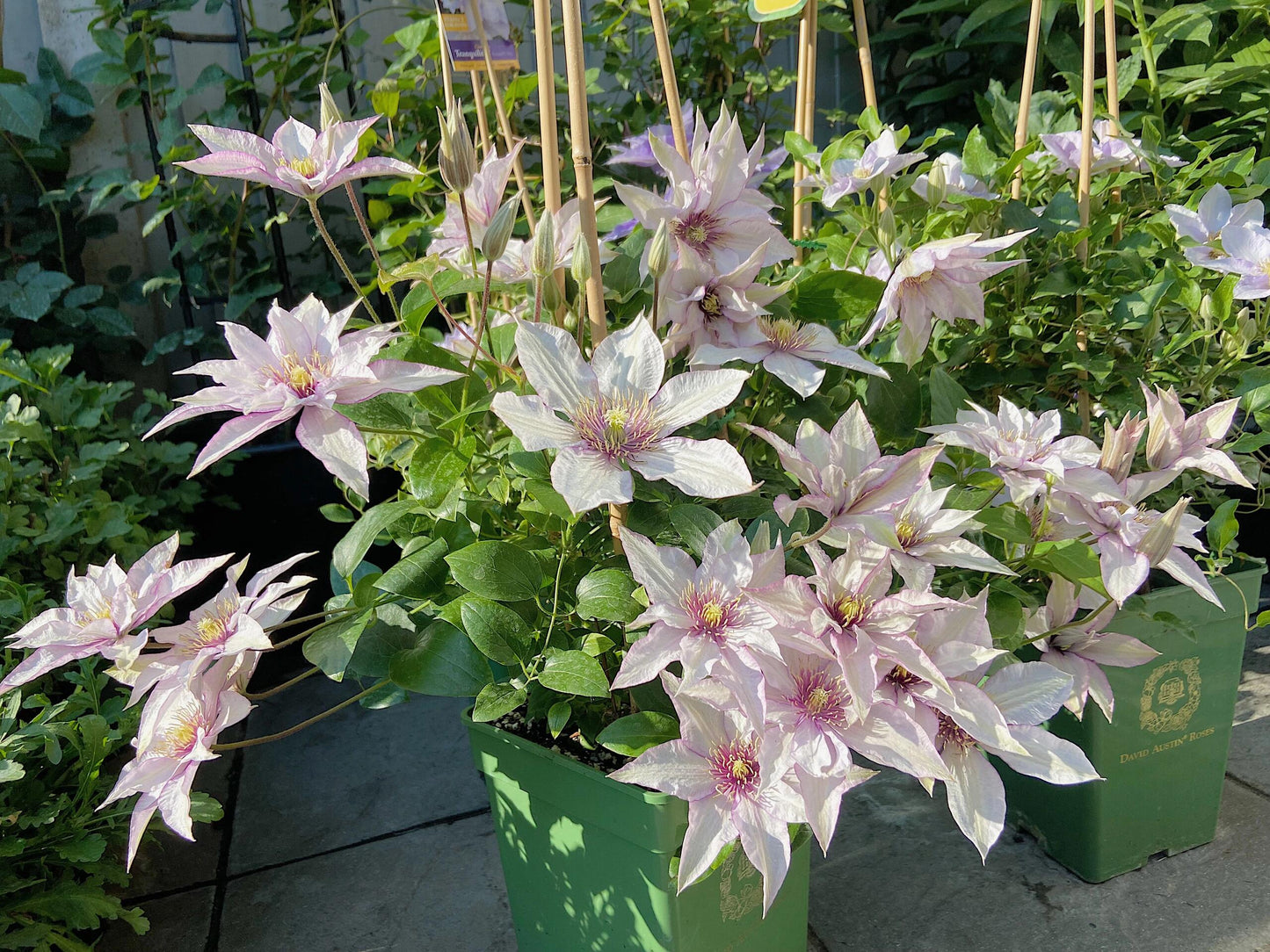 Clematis ‘’Samaritan Jo| 撒马利亚乔‘’
