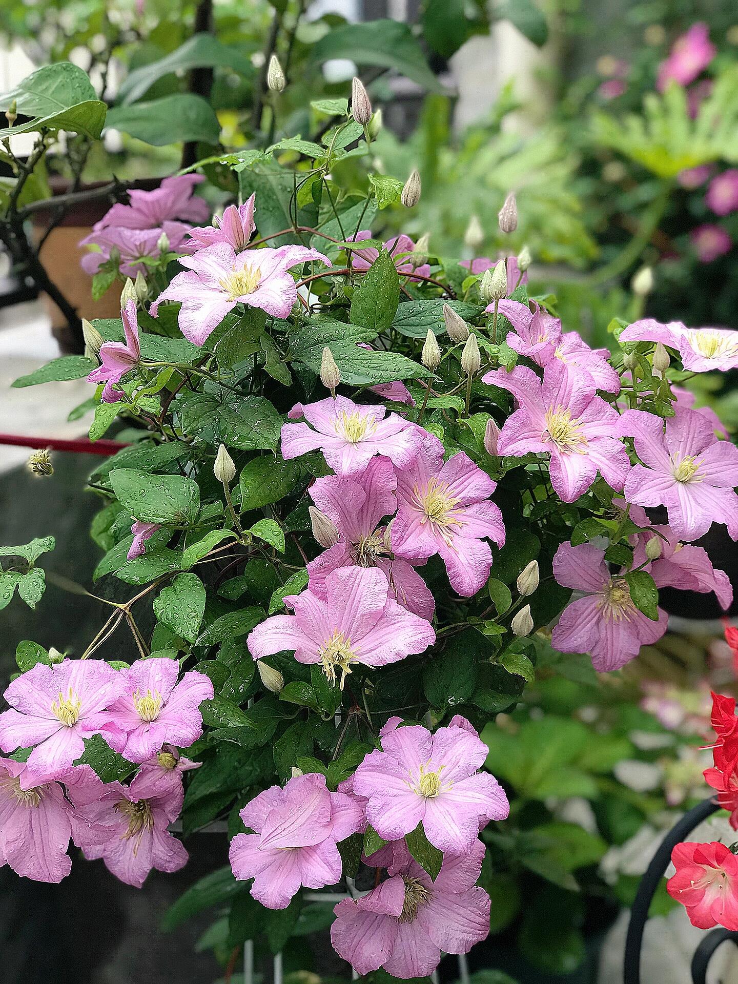 Clematis ‘’Comtesse de Bouchaud| 包查德 女侯爵‘’