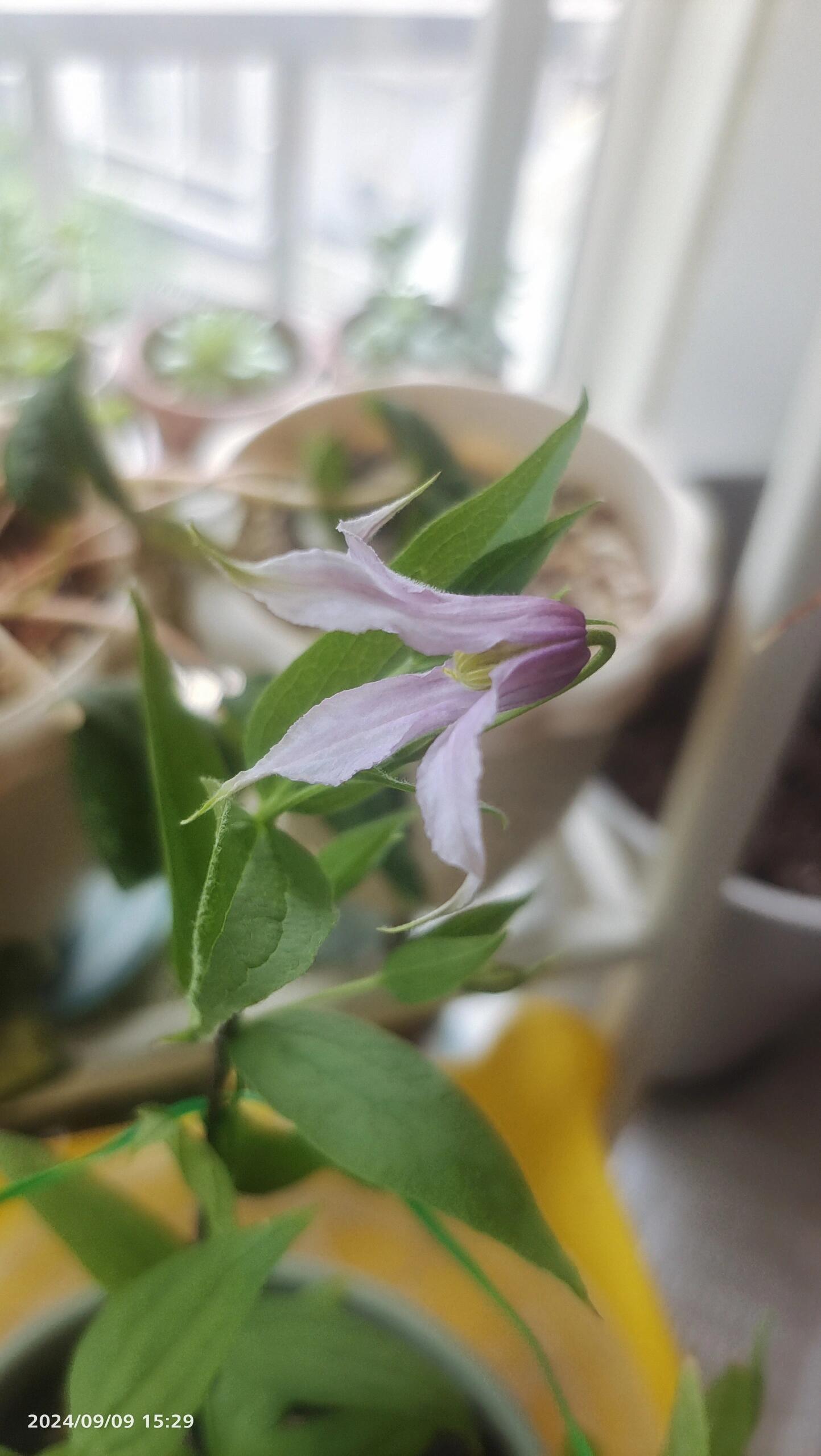 Clematis ‘’Hanajima|はなじま|花島|花岛‘’