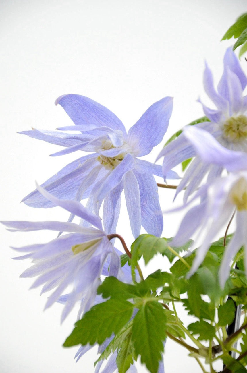 Clematis ‘’Maidwell Hall|梅德维尔‘’