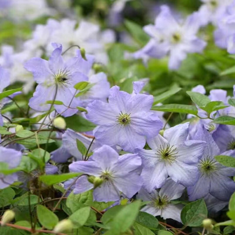 Clematis ‘’Sea Breeze|海风‘’