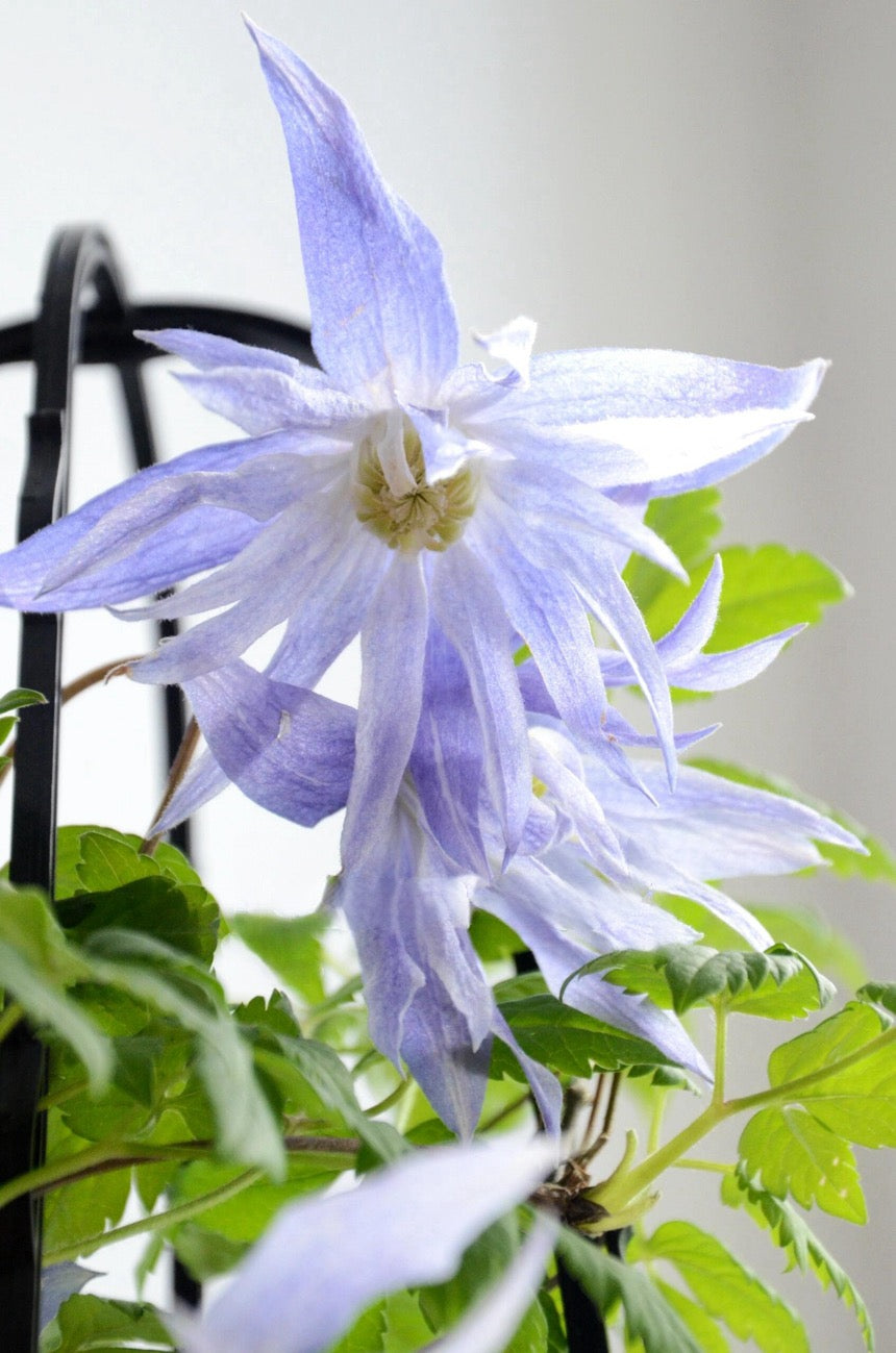 Clematis ‘’Maidwell Hall|梅德维尔‘’