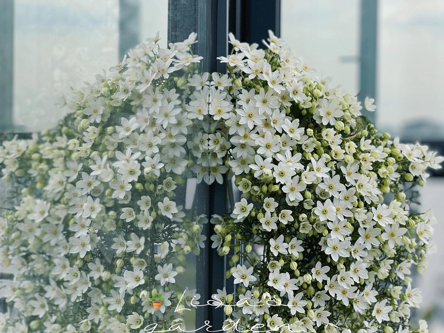 Clematis ‘’Joe|银币‘’