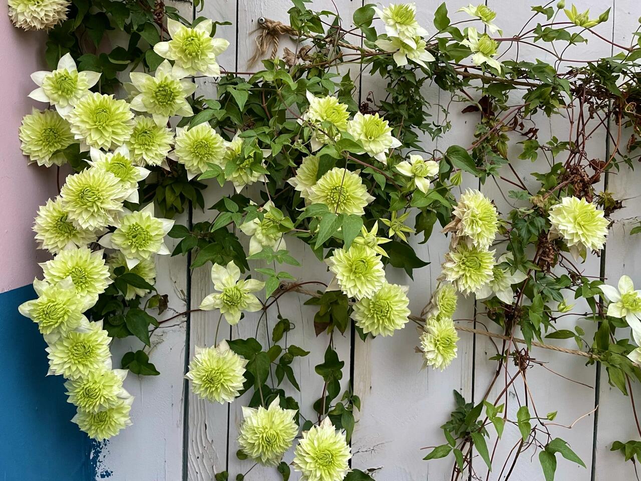 Clematis ‘’Peppermint|ミント| 薄荷‘’