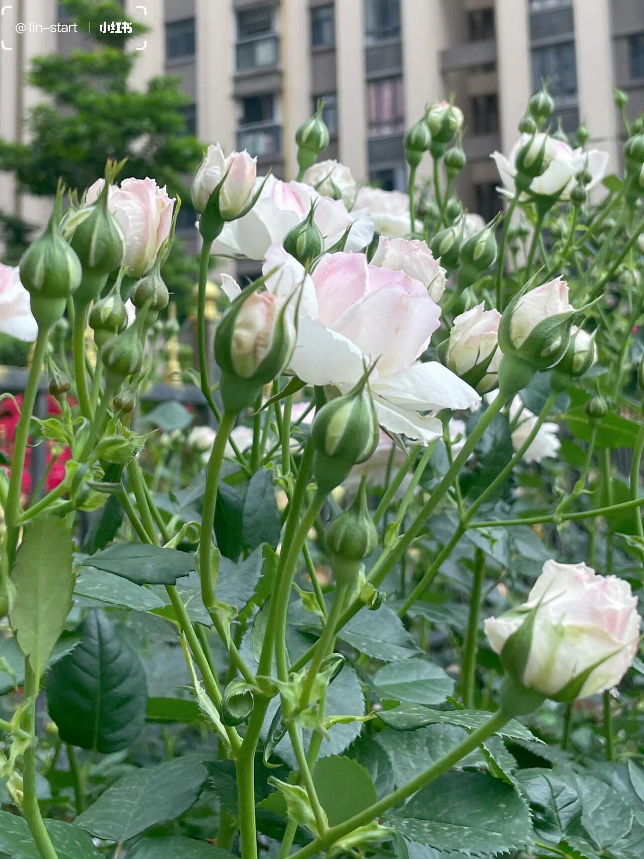 Rose【Vesalius】-1.5 Gal OwnRoot LivePlant|Prolific Bloomer|Abundant Blooms|Strong Fragrance|萨维里|Bun-shaped Petals|Tall Growth|Upright Habit