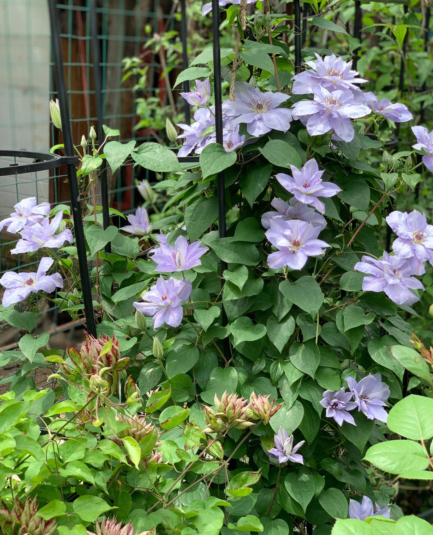 Clematis ‘’Blue Cotillion|蓝色龙沙舞‘’