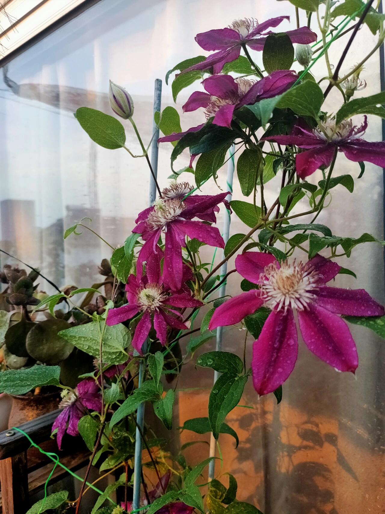 Clematis ‘’Nishiki|錦 |锦 ‘’