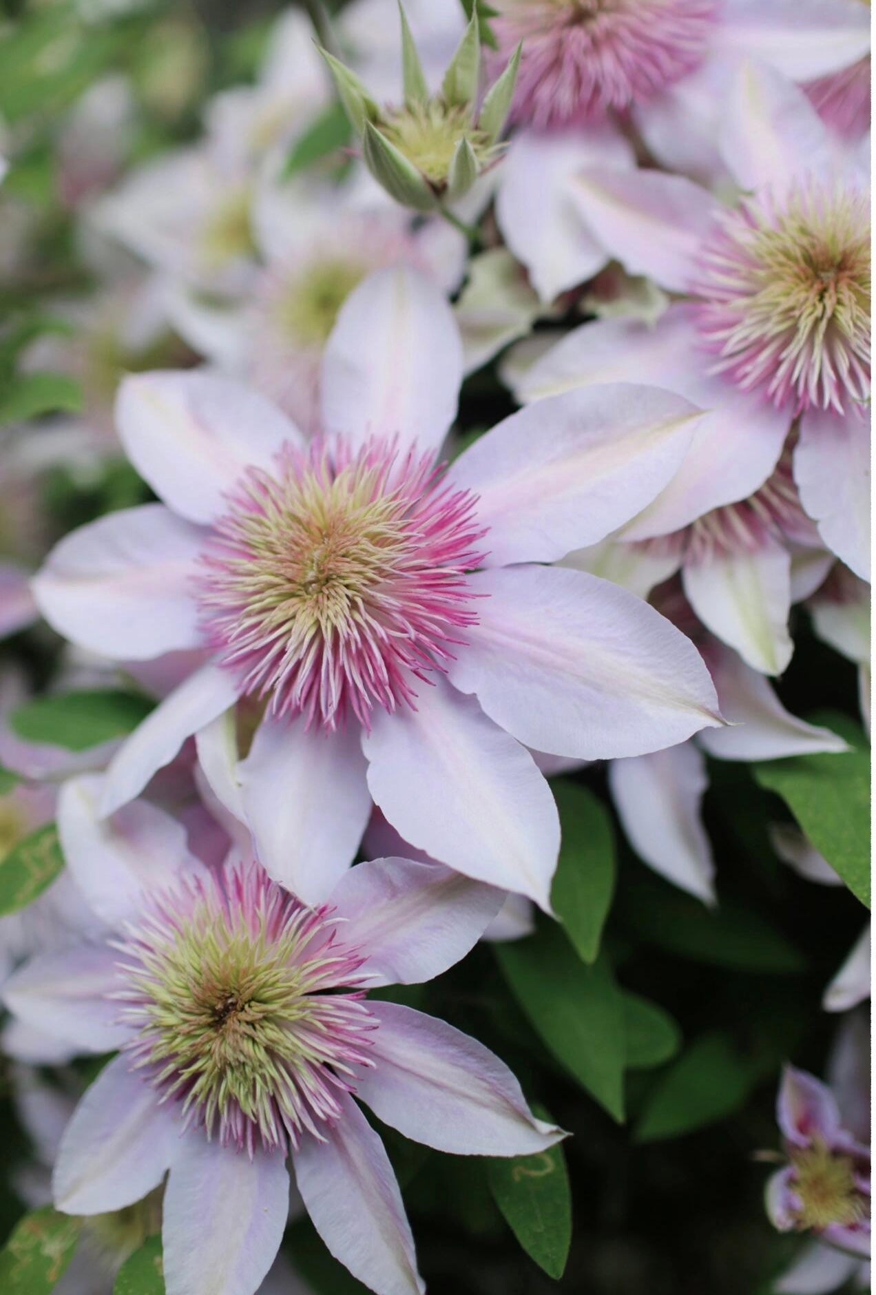 Clematis ‘’Moonglow|月華|Gekka| 月华‘’