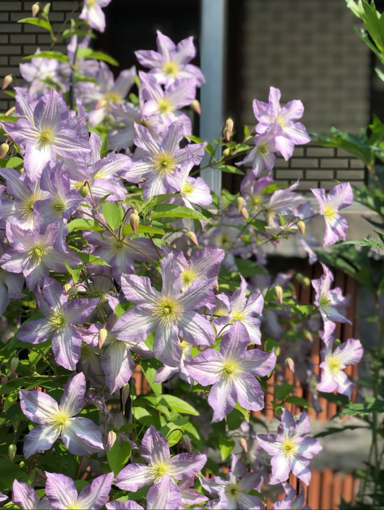 Clematis ‘’Blue Angel| あおてんし |蓝天使‘’