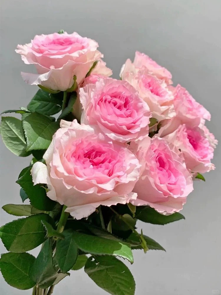 Rose 'Goddess of the Luo River' 洛神