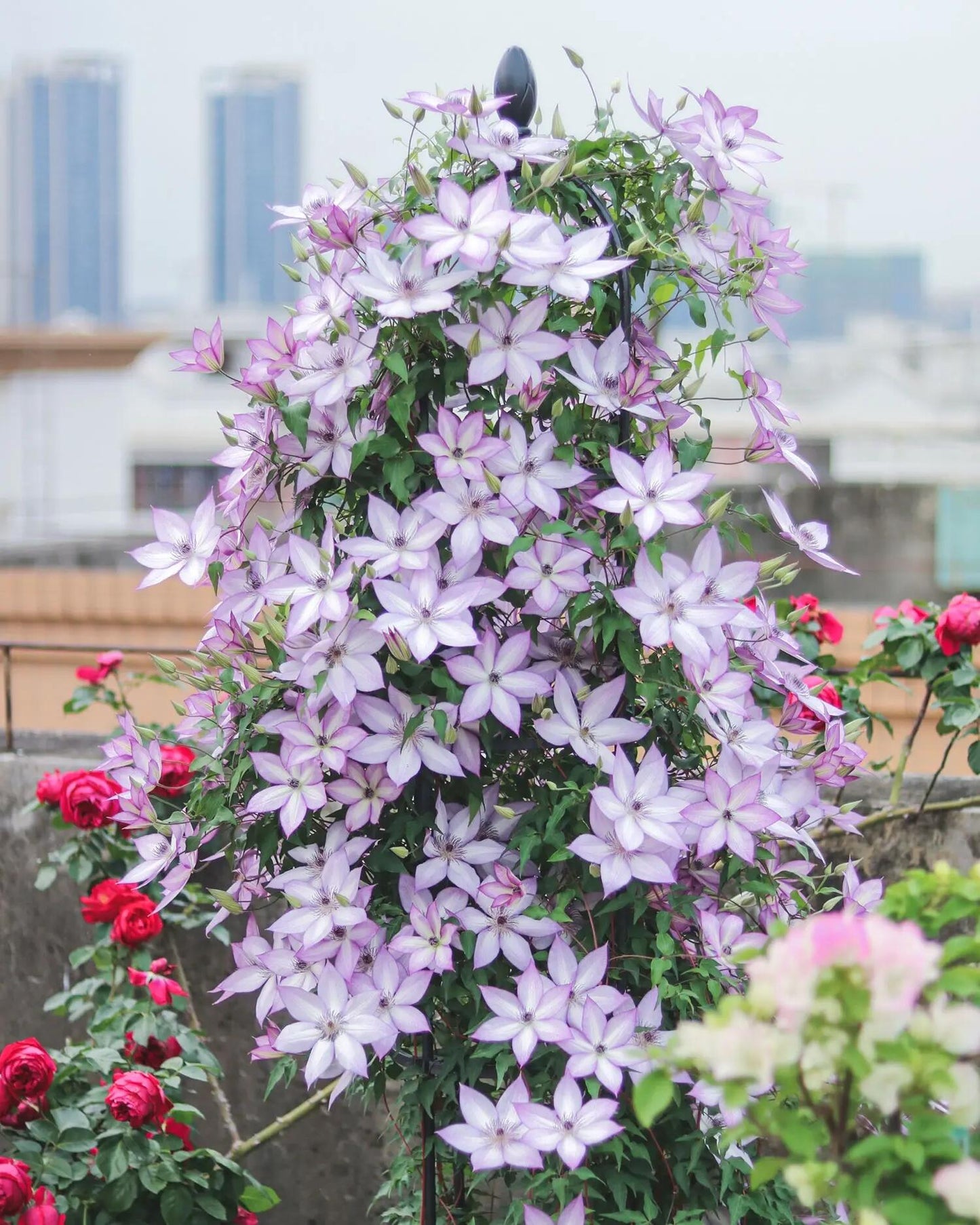 Clematis ''Utopia|ユートピア| 乌托邦''