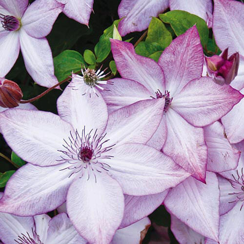 Clematis ''Utopia|ユートピア| 乌托邦''