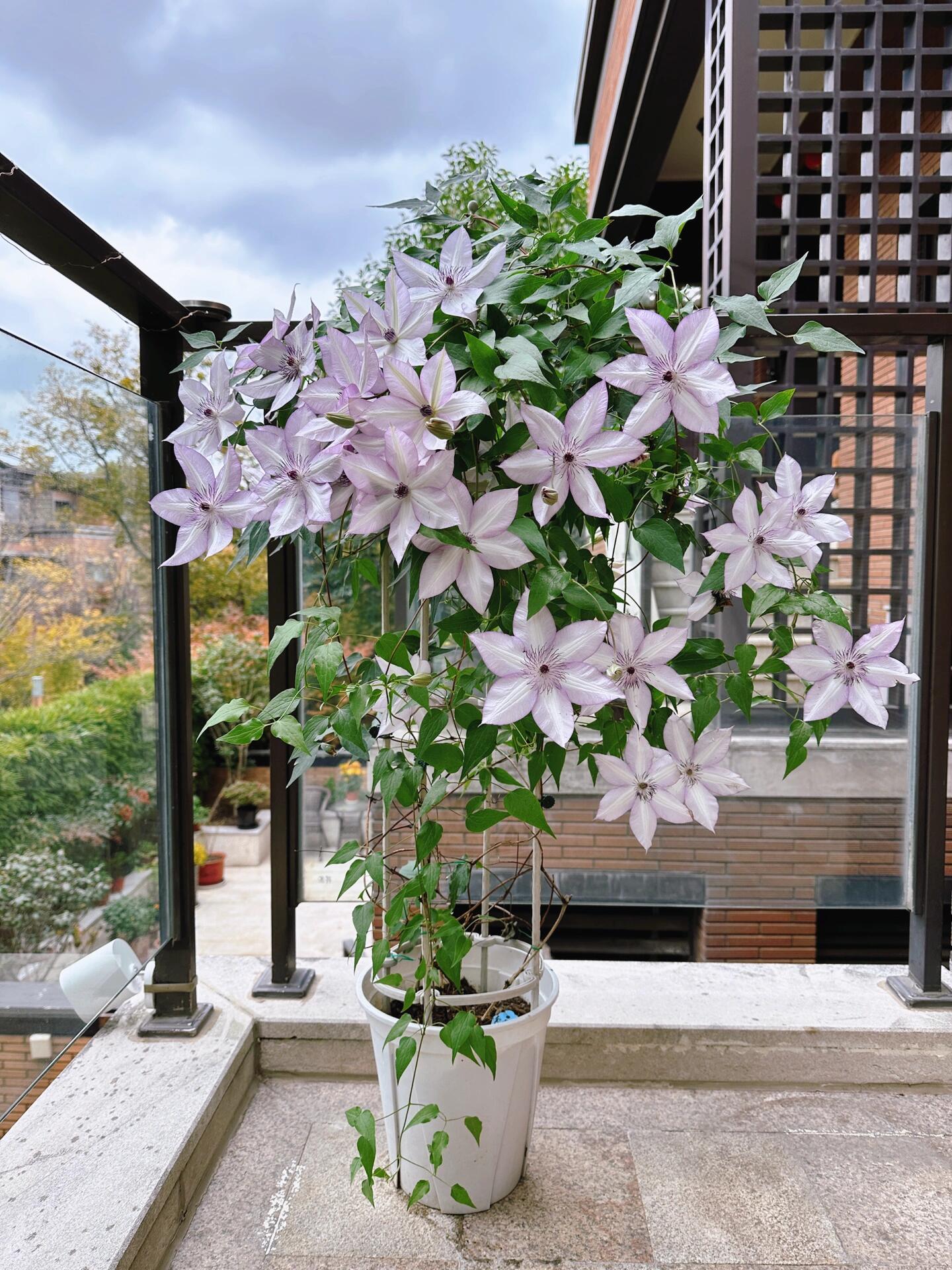 Clematis ''Utopia|ユートピア| 乌托邦''