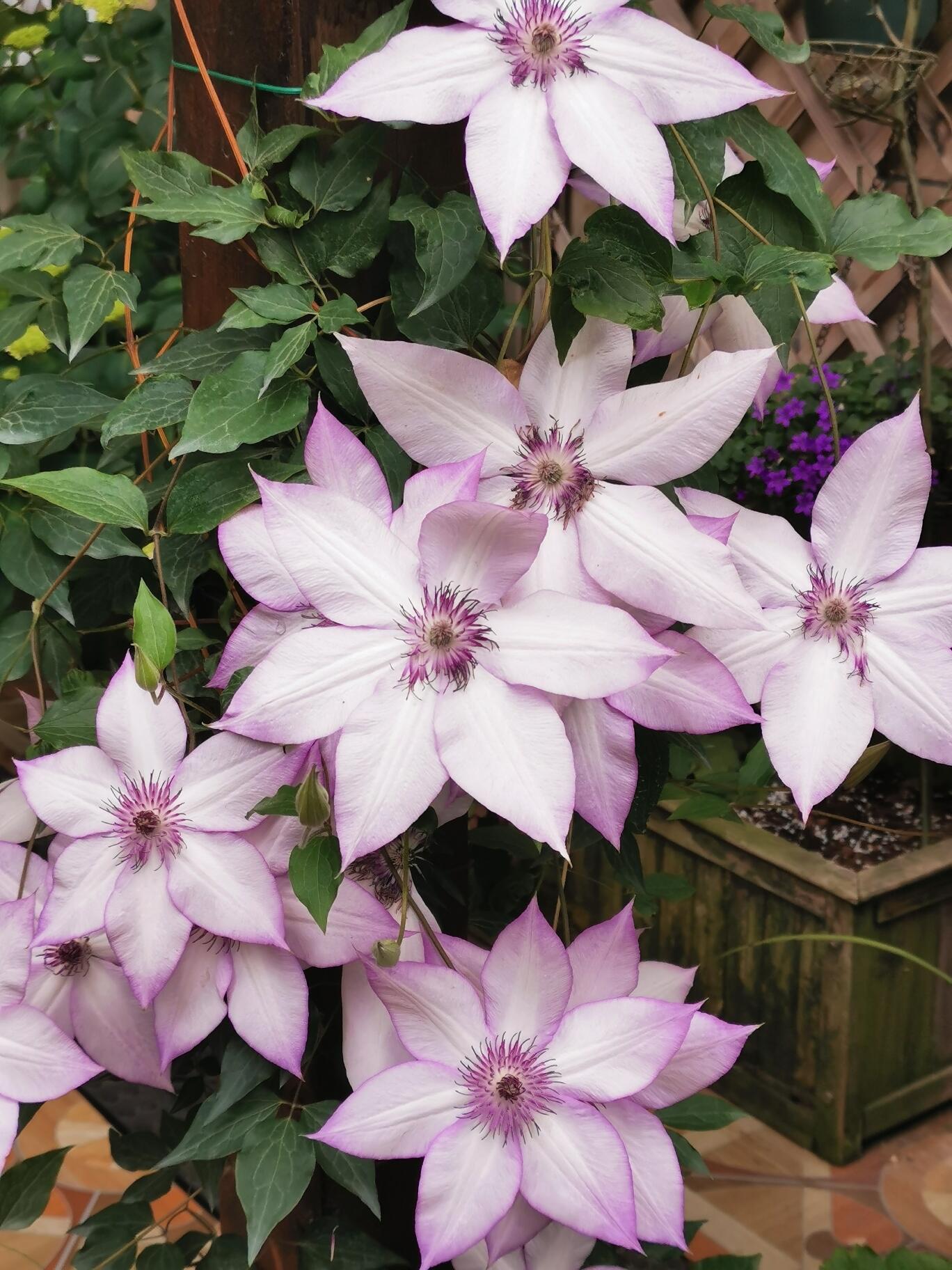Clematis ''Utopia|ユートピア| 乌托邦''