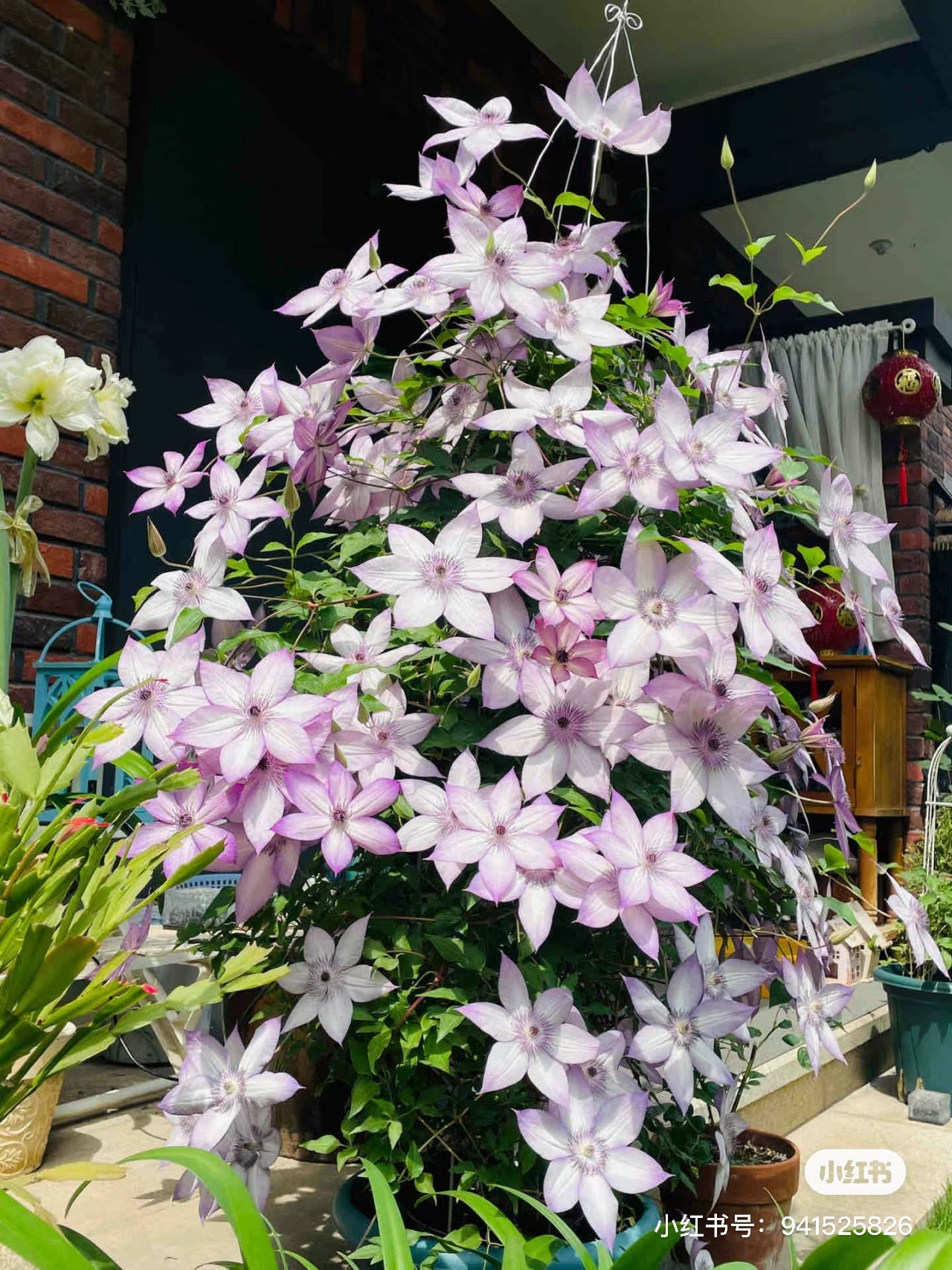 Clematis ''Utopia|ユートピア| 乌托邦''