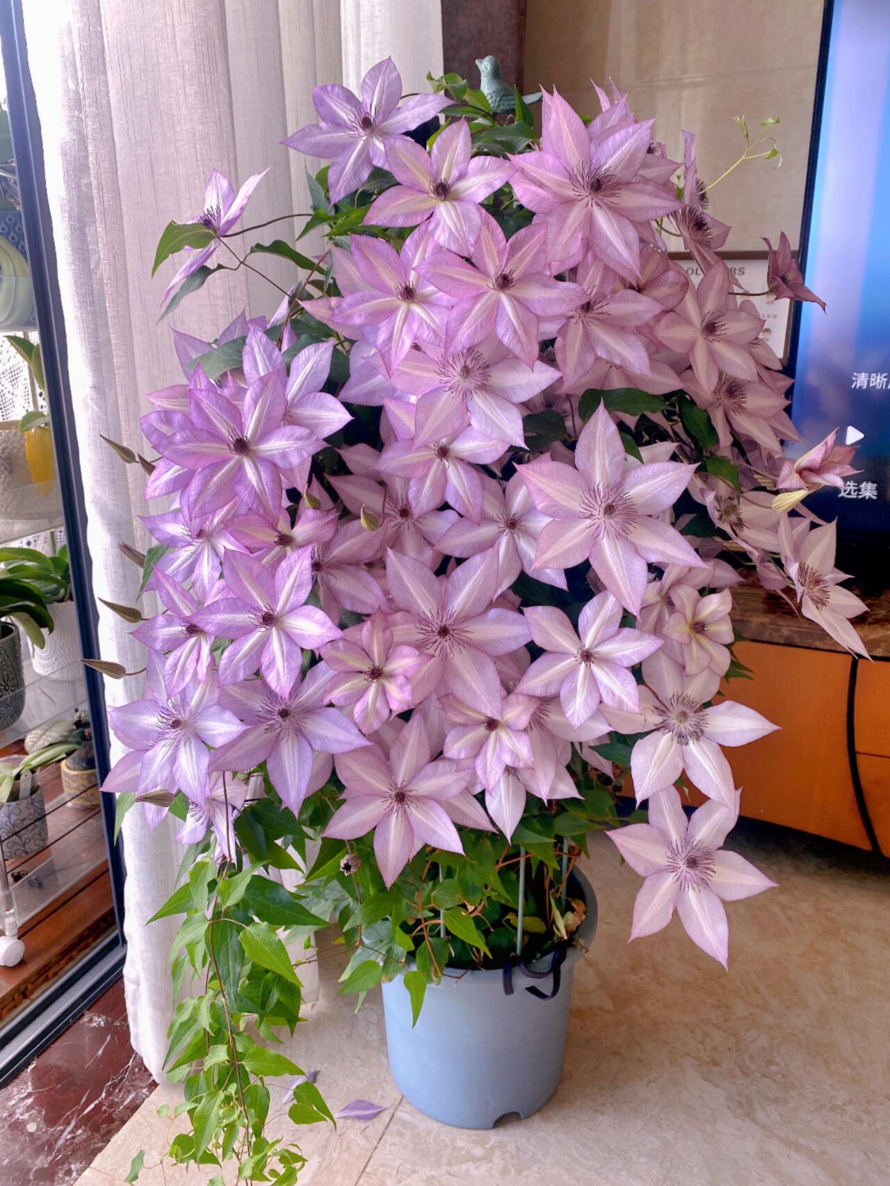 Clematis ''Utopia|ユートピア| 乌托邦''