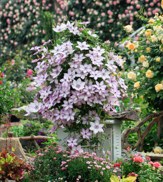 Clematis ''Utopia|ユートピア| 乌托邦''