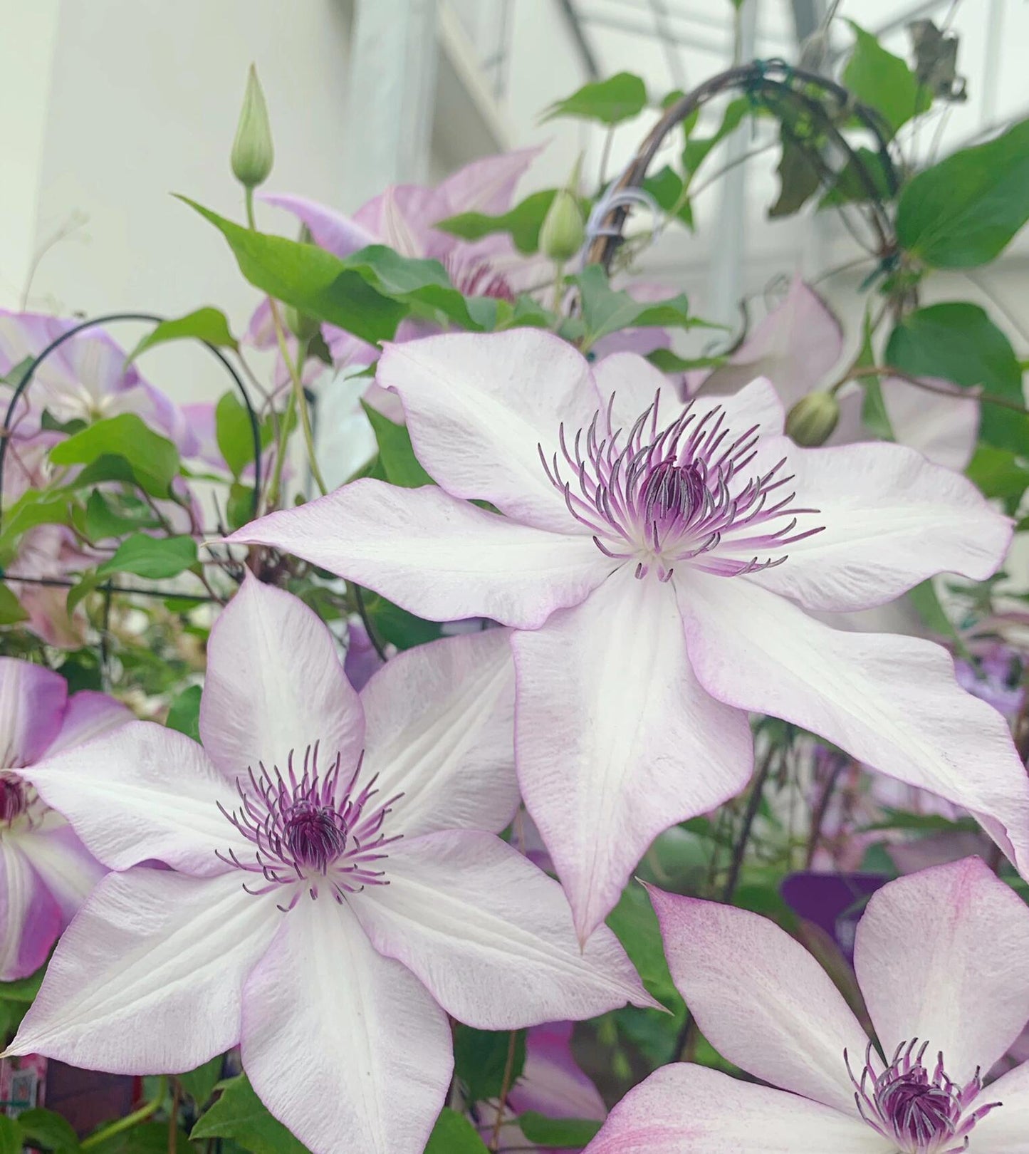 Clematis ''Utopia|ユートピア| 乌托邦''