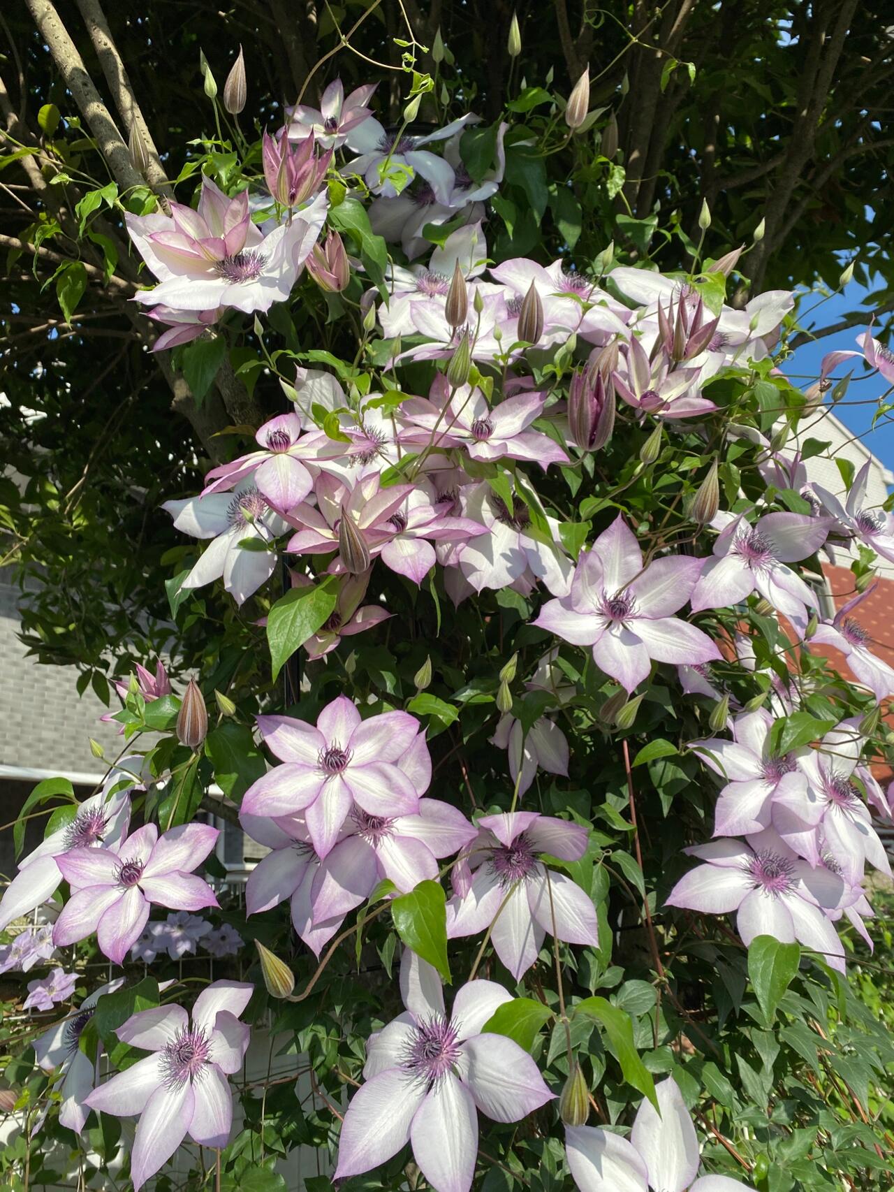Clematis ''Utopia|ユートピア| 乌托邦''