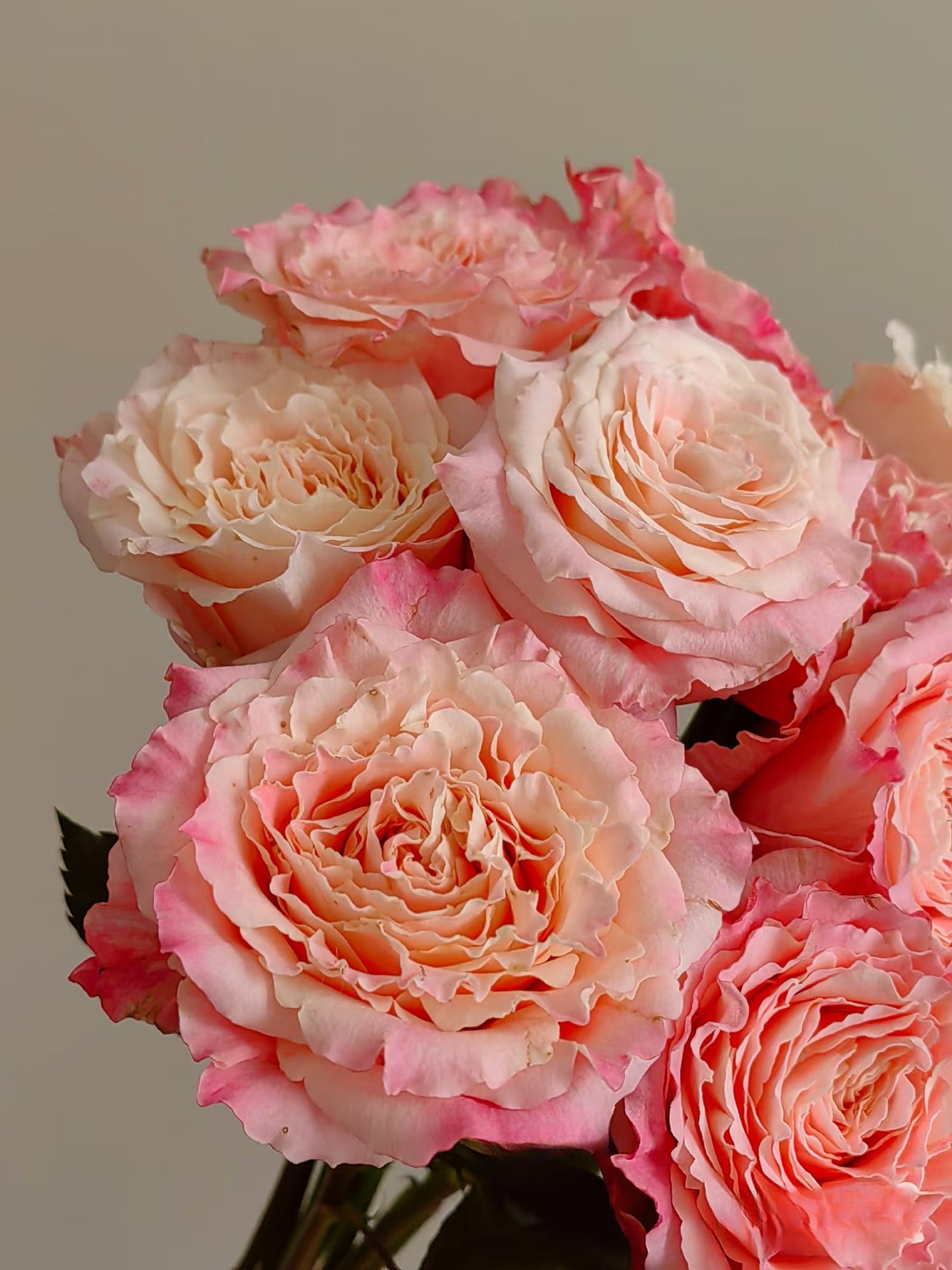 Rose ‘ Dorothy Perkins ’桃乐丝