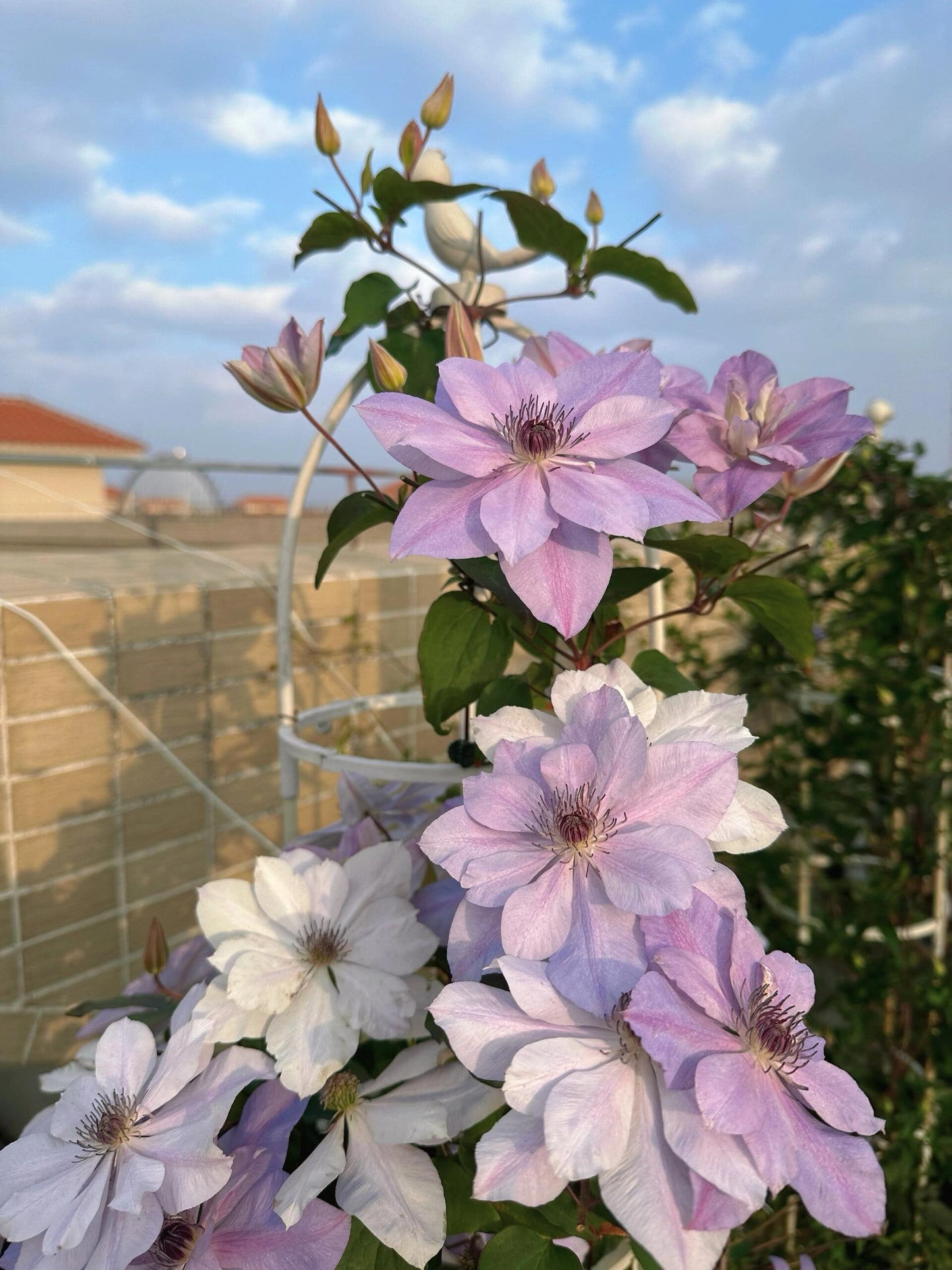 Clematis 'Reflections' / 倒影
