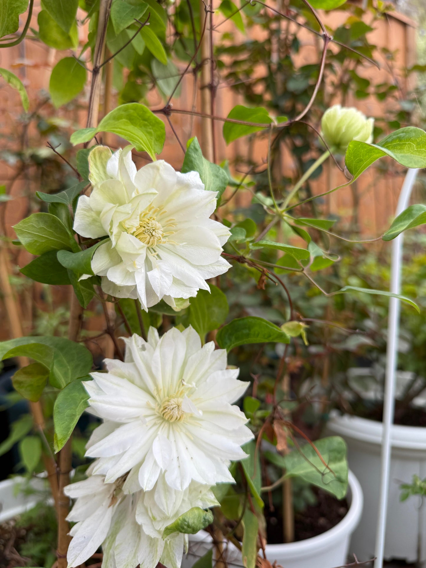 Clematis ‘Yukiokoshi ' / 雪妆