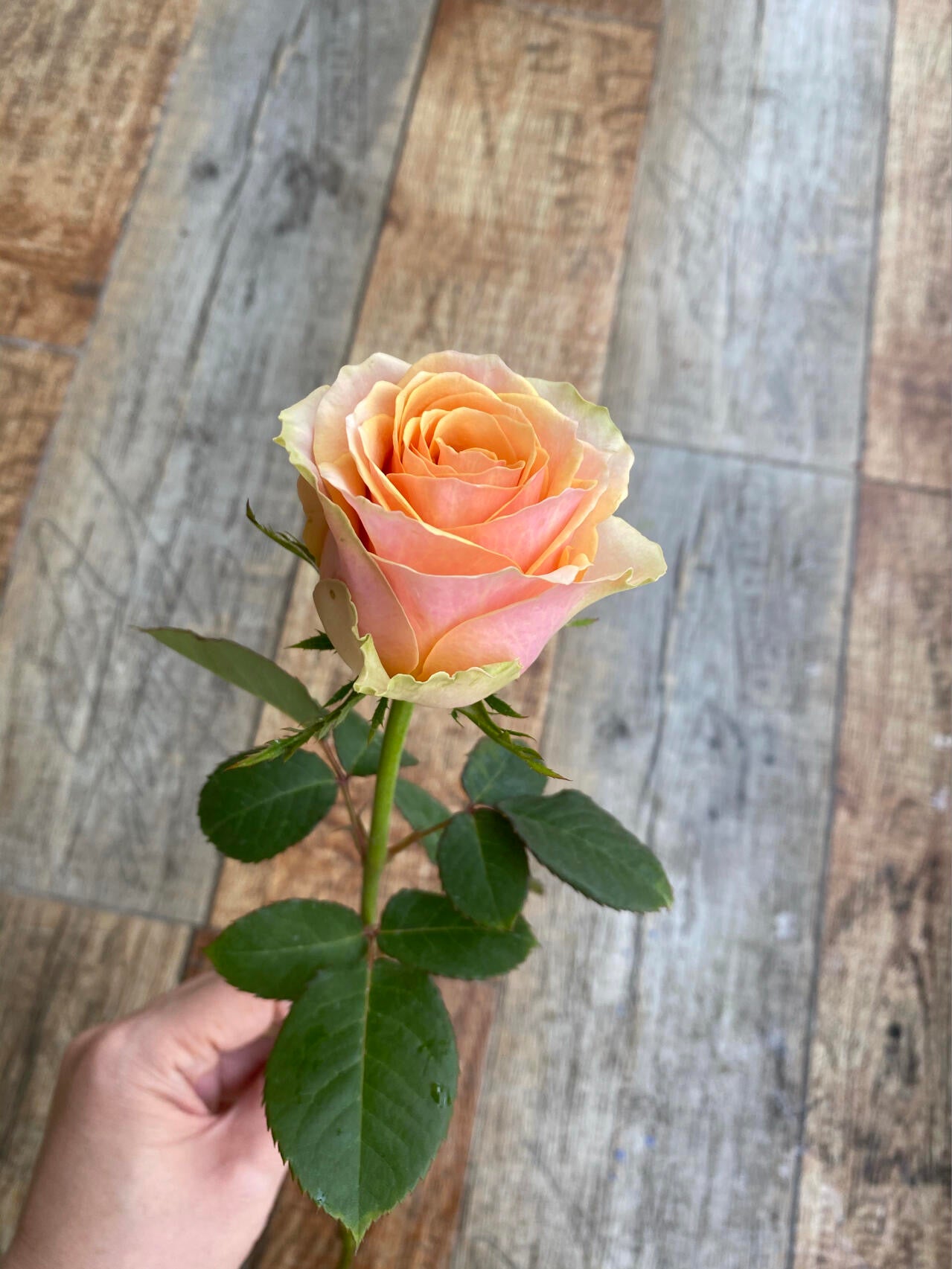 Rose ‘ Divina ’ 迪威娜