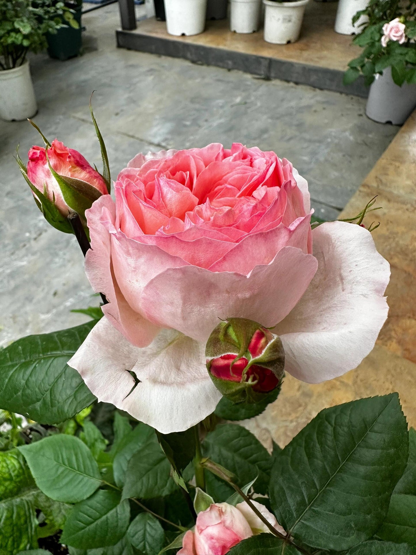 Rose 'Fragonard' 花宫娜