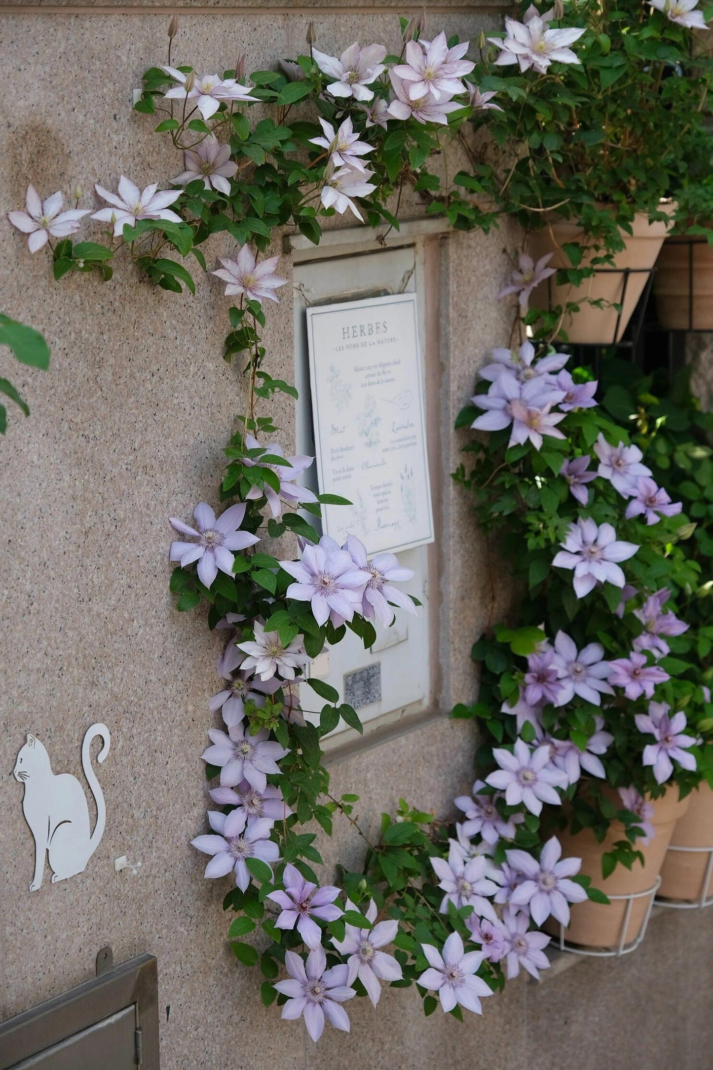 Clematis 博纳迪恩‘ Bernadine ’