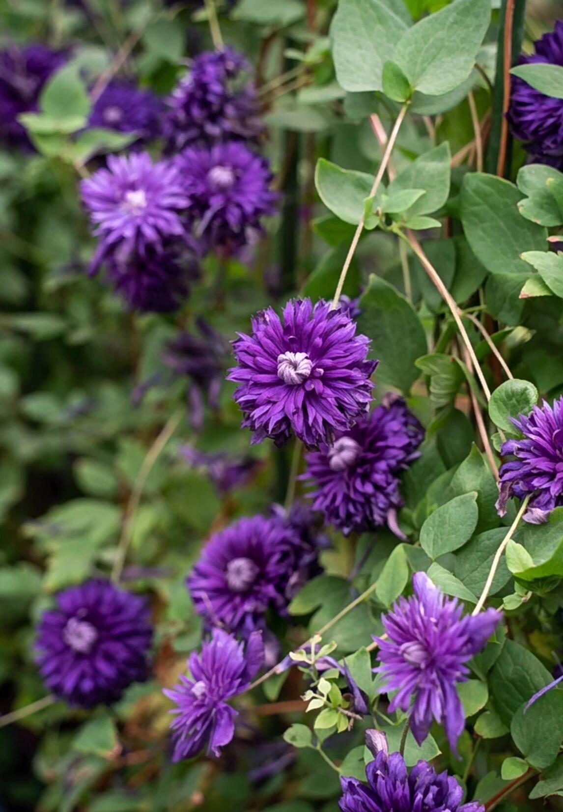 Clematis ' Kokonoe' 九重