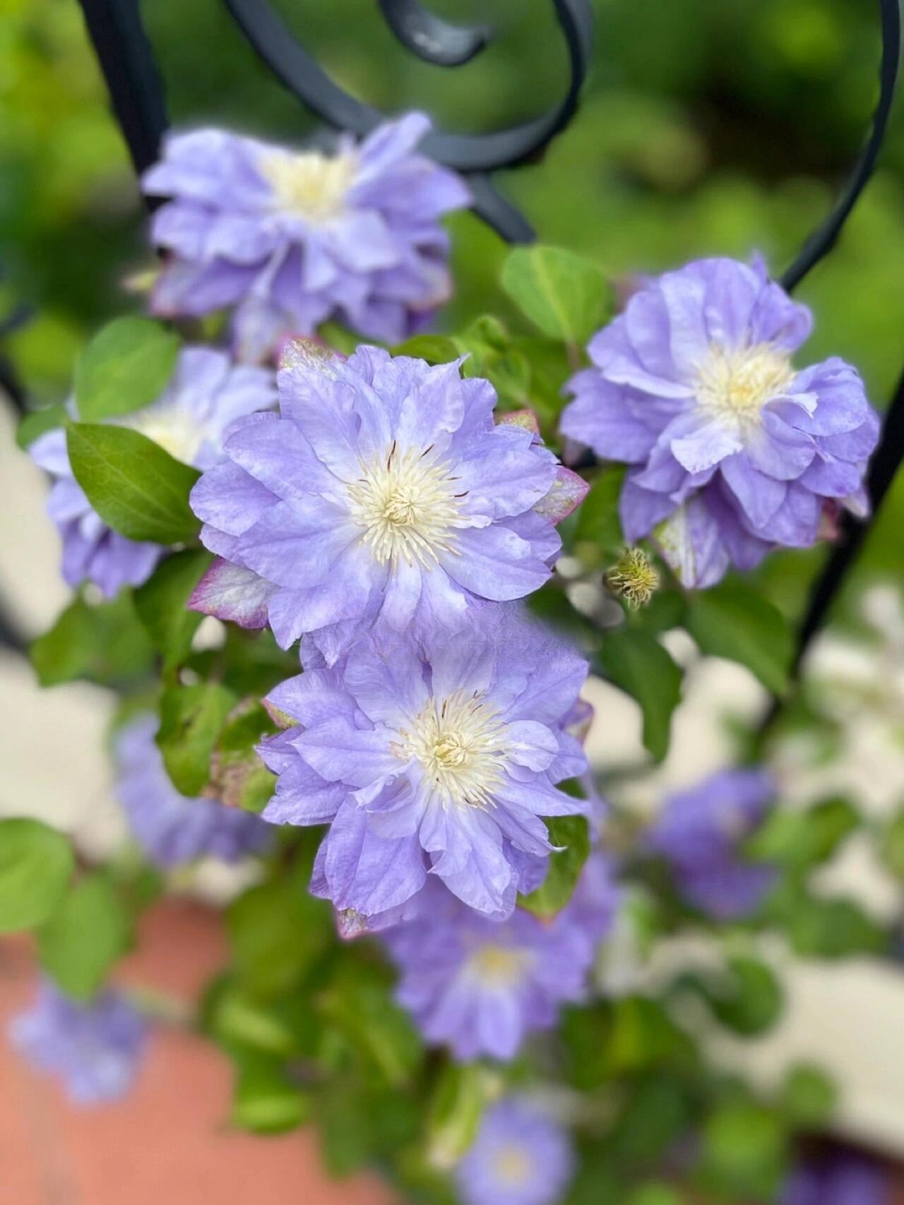 Clematis ‘Azure Ball ’ 蔚蓝绒球