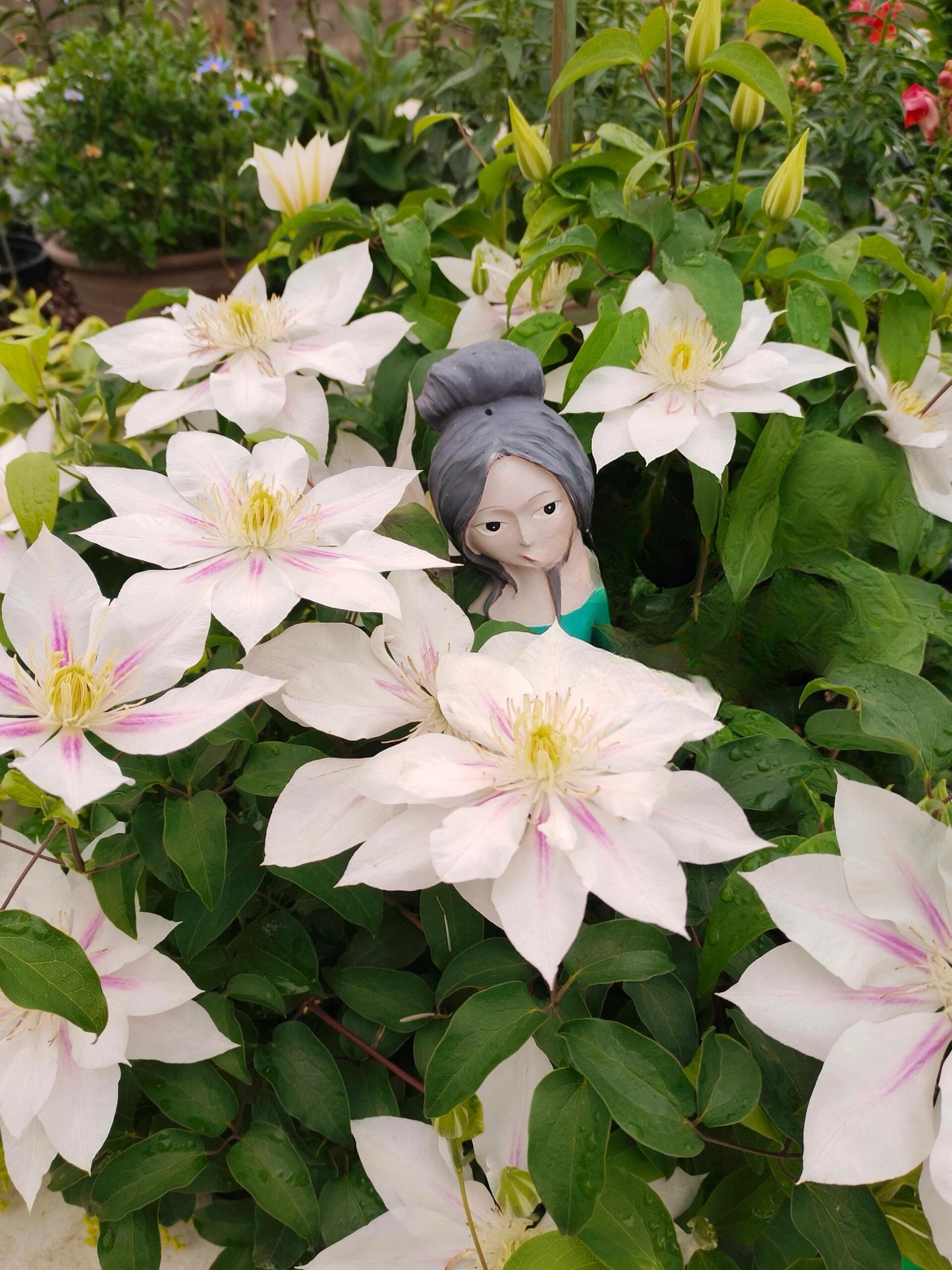 Clematis ‘Andromeda ’ | 仙女座