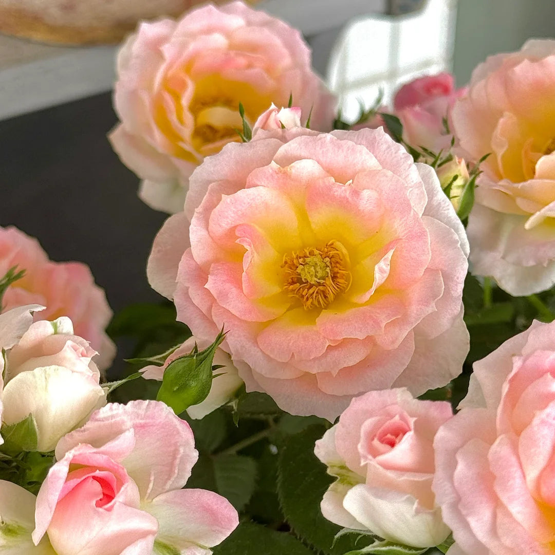 Rose ' White Peach Ovation | ホワイト ピーチ オベーション | 白桃妖精