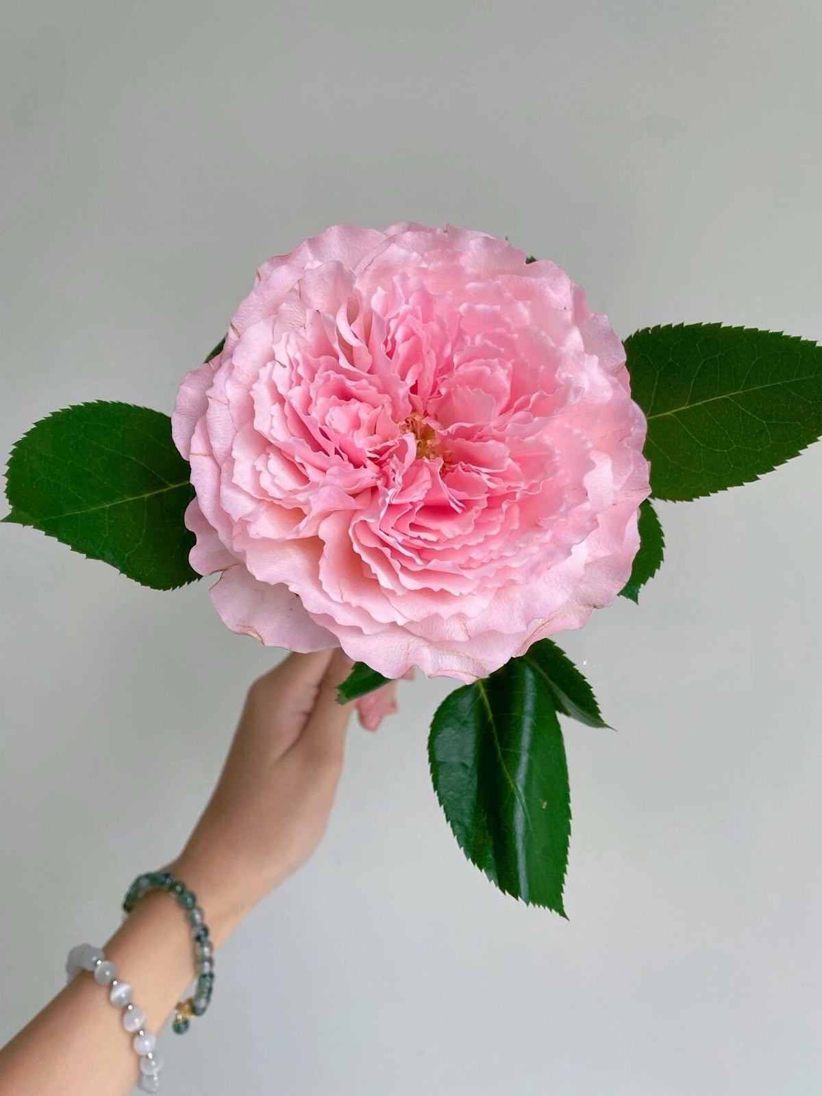 Rose 'Pamela' 粉梅拉