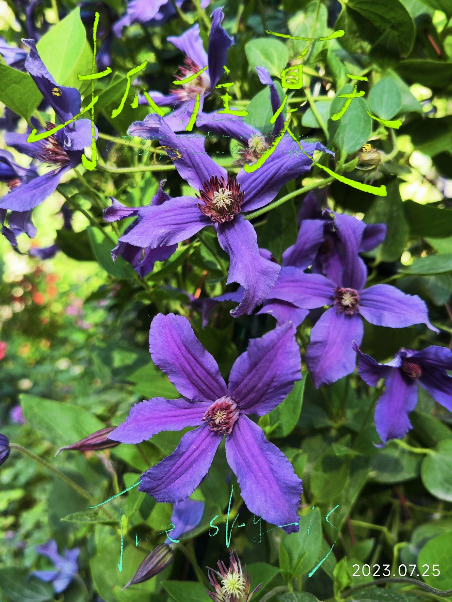 Clematis''Sizaia Ptitsa| Blue Bird| 幸福之鸟| Синяя Птица''