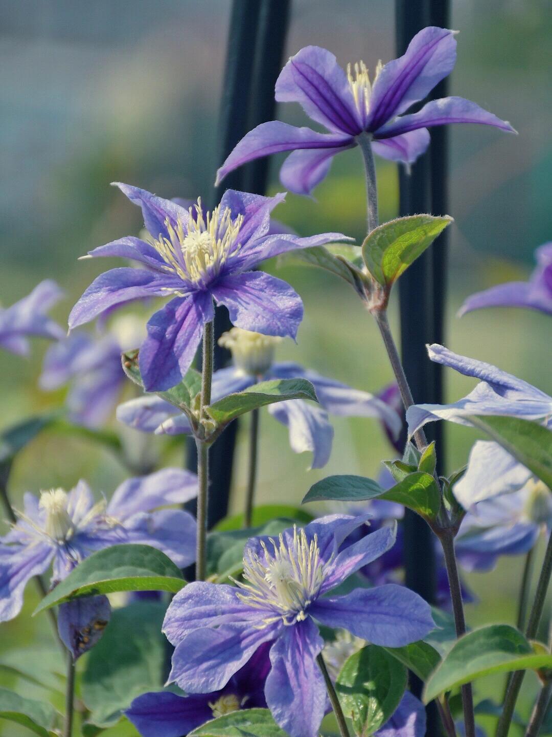 Clematis''Sizaia Ptitsa| Blue Bird| 幸福之鸟| Синяя Птица''